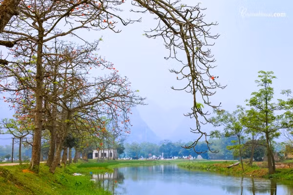 Hoa gạo gần gũi bởi thế, là miền kí ức bởi thế. Nơi ấy có những tuổi thơ yên bình đã lớn lên, có những nụ cười hồn nhiên cùng lũ bạn, có tiếng mẹ gọi về ăn cơm…