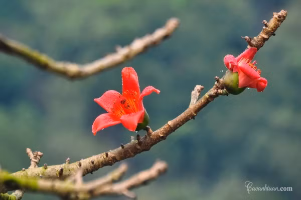Về thôn Đoan Nữ, xã An Mỹ, huyện Mỹ Đức, Hà Nội những ngày này, trên những dáng cây khẳng khiu, hoa gạo nở thành chùm đỏ tươi trên lưng trời. Sự kết hợp hài hòa của hoa, những con đường làng, con mương, cánh đồng lúa… tạo nên bức tranh thiên nhiên làng quê thanh bình, đẹp đến ngẩn ngơ.