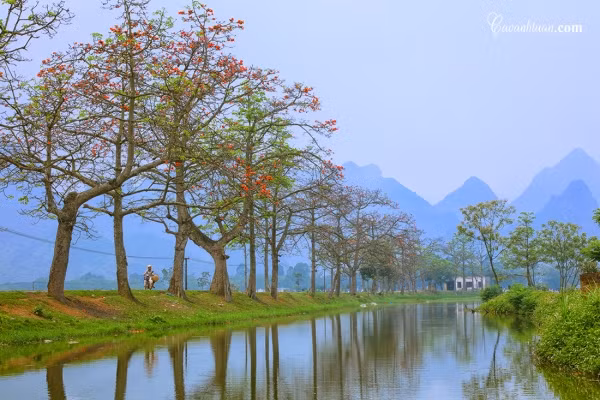 Rặng cây hoa gạo chạy dài tít tắp ở thôn Đoan Nữ.