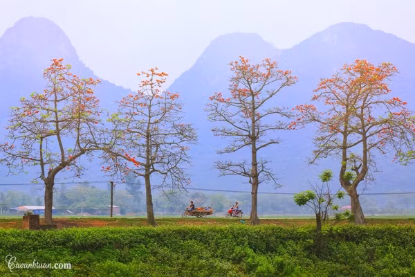 Hoa xuất hiện đúng thời điểm, là sự báo hiệu của những ngày rét cuối đông sắp qua đi.