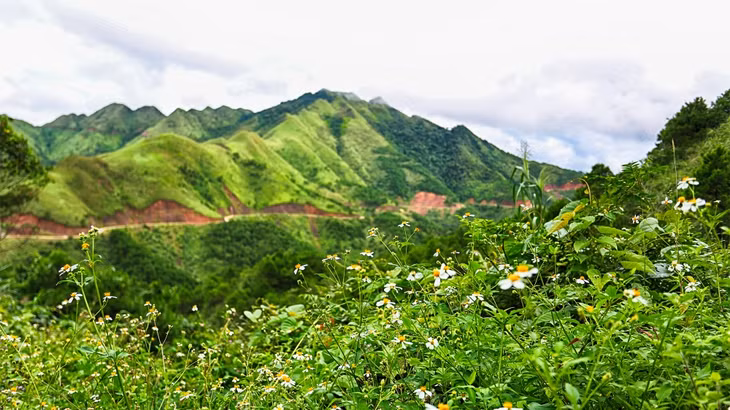 Hoa dại