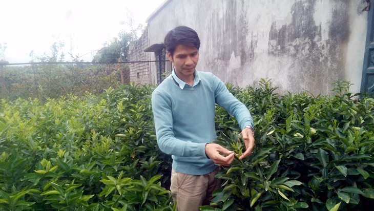 Anh Bùi Văn Quang, thôn Đồng Mộc, xã Đông Ngũ, huyện Tiên Yên đang chăm sóc vườn cam tại trang trại của gia đình.