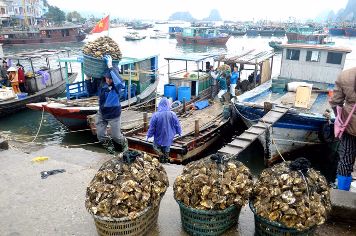 Bà con ngư dân ở Đông Xá chuyển hàu từ nơi nuôi trồng về đất liền tiêu thụ.