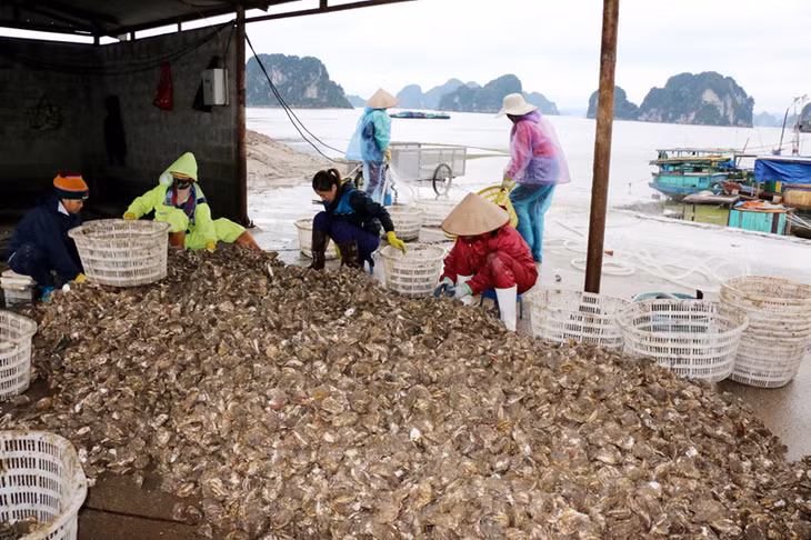 Sau khi thu hoạch, hàu được vận chuyển vào đất liền, phân loại, rửa sạch để phục vụ chế biến, tiêu thụ.