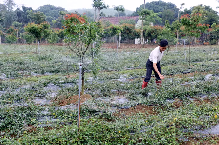 Mô hình trồng cây cà gai leo của gia đình ông Phạm Đức Mạnh, thôn Hải An, xã Quảng Thành (Hải Hà) cho hiệu quả kinh tế cao.
