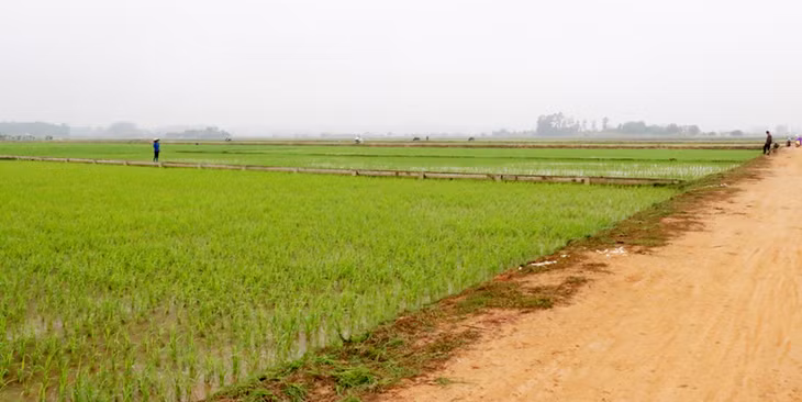 Cánh đồng mẫu lớn tại thôn 3 (xã Sông Khoai, TX Quảng Yên).