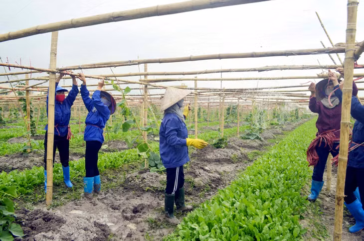 Nhiều lao động nông thôn của TX Đông Triều được nhận vào làm việc tại các doanh nghiệp trên địa bàn. Trong ảnh: Lao động nông nghiệp tại khu nông nghiệp ứng dụng công nghệ cao VinEco Quảng Ninh, xã Hồng Thái Tây và Hoàng Quế, TX Đông Triều.