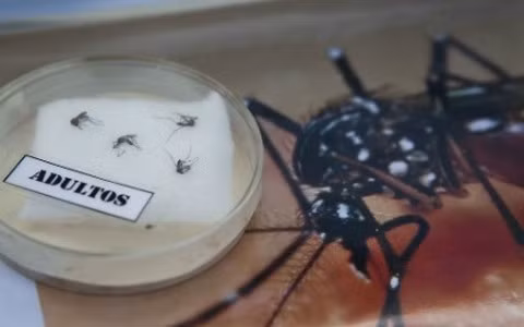 Muỗi Aedes - trung gian lây truyền virus Zika. (Ảnh: AFP)