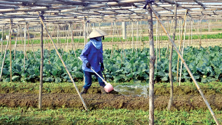 Từ dự án xây dựng thương hiệu rau an toàn, người tiêu dùng ngày càng biết đến, tin tưởng dùng rau an toàn Quảng Yên. Trong ảnh: Nông dân xã Tiền An chăm sóc rau theo quy trình, kỹ thuật rau an toàn.