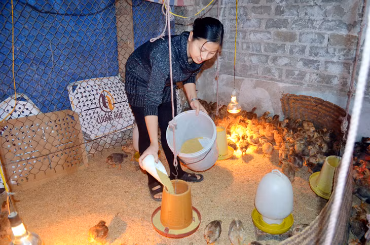 Chị Đoàn Thị Thu Cúc, chủ trang trại gà ở thôn Đồng Vang, xã Sơn Dương (Hoành Bồ) đang sử dụng thử nghiệm chế phẩm sinh học Biowish trong chăn nuôi gà thịt.