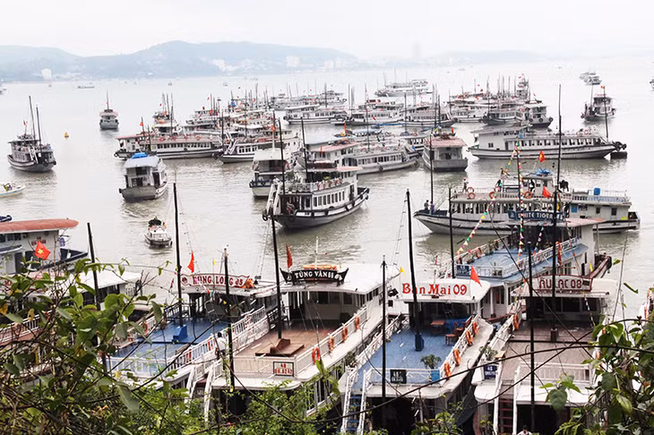 Tạm dừng cấp phép tàu du lịch tham quan Vịnh Hạ Long.