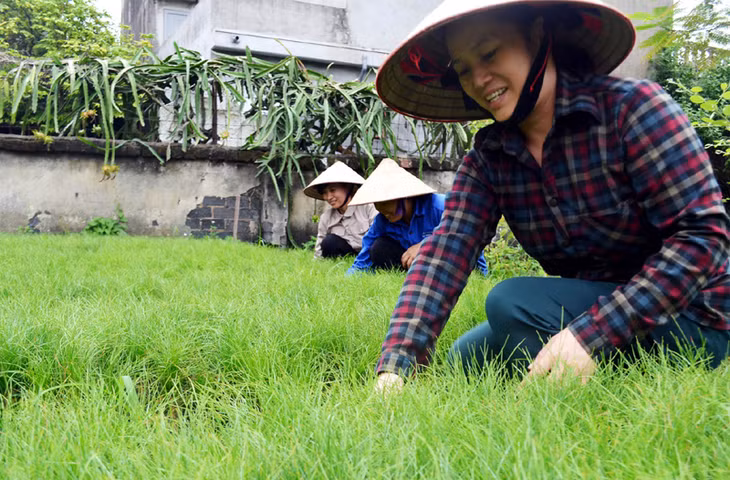 Công nhân Công ty TNHH MTV Lâm nghiệp Đông Triều chuẩn bị cây giống để trồng rừng.