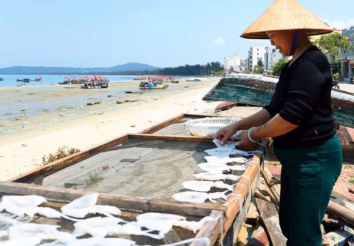 Mực một nắng Cô Tô đã trở thành một sản phẩm nổi tiếng trong chương trình OCOP Quảng Ninh.