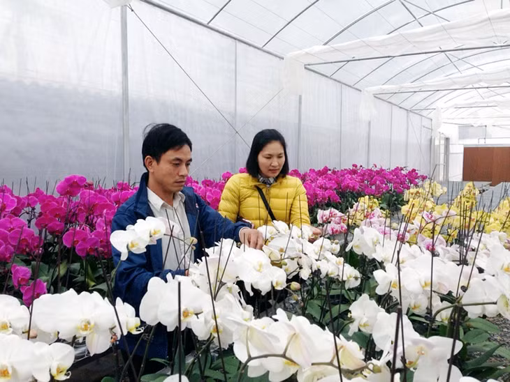 Mô hình trồng hoa lan của HTX Hoa cây cảnh chất lượng cao Thành Phát (TX Đông Triều).