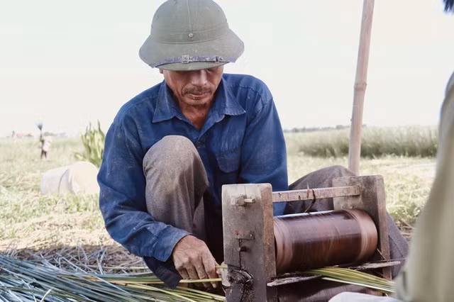 “Năm nay nhà tôi thu hoạch được khoảng 5 tấn cói, thu nhập gần 40 triệu đồng. Đây là nguồn thu chính phục vụ cho đời sống sinh hoạt của người dân chúng tôi”, ông Nguyễn Văn Phong (54 tuổi, thôn Hồng Lam) chia sẻ.