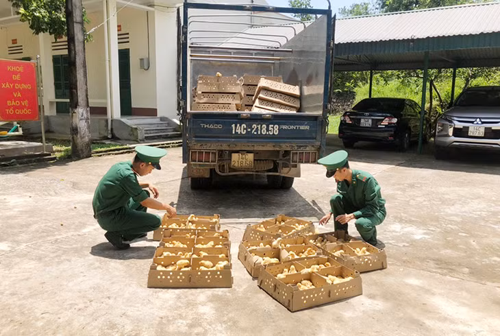 Cán bộ, chiến sỹ Đồn BP Bắc Sơn kiểm đếm chi tiết số gà giống vô chủ.