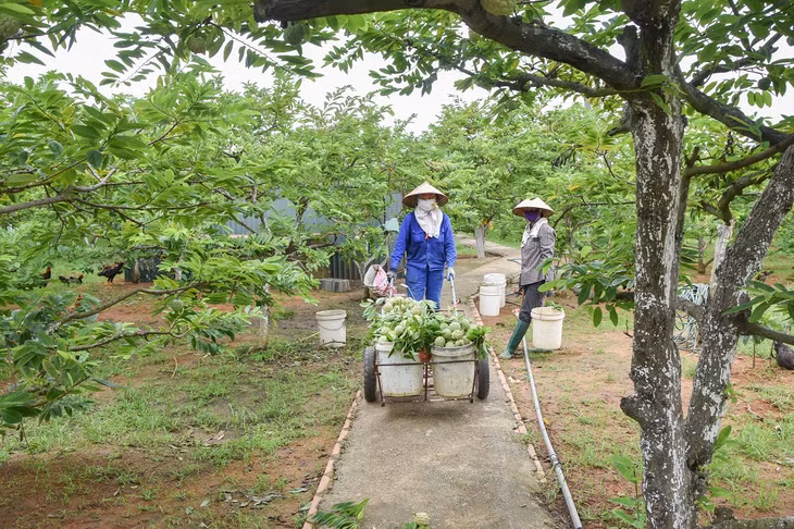 Nông dân xã Việt Dân, TX Đông Triều nổi danh với những vườn trồng na dai cho thu nhập hằng trăm triệu đồng mỗi năm.