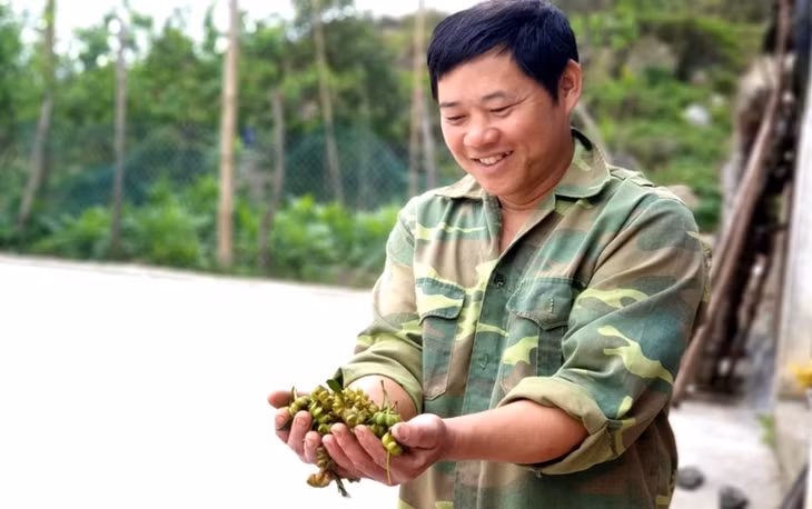 Người dân xã Đồng Văn phấn khởi vì giá bán hồi ổn định.