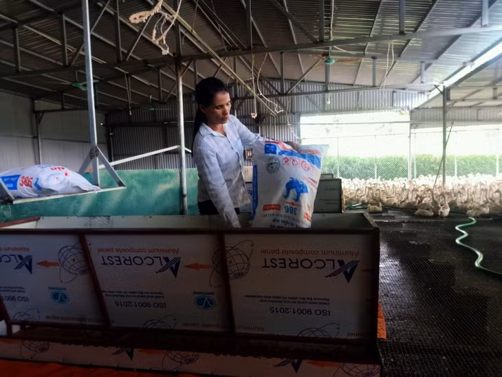 Chị Ngô Thị Diễm, thôn Phương Nam, xã Đông Hải (huyện Tiên Yên) đang chuẩn bị thức ăn cho vịt.