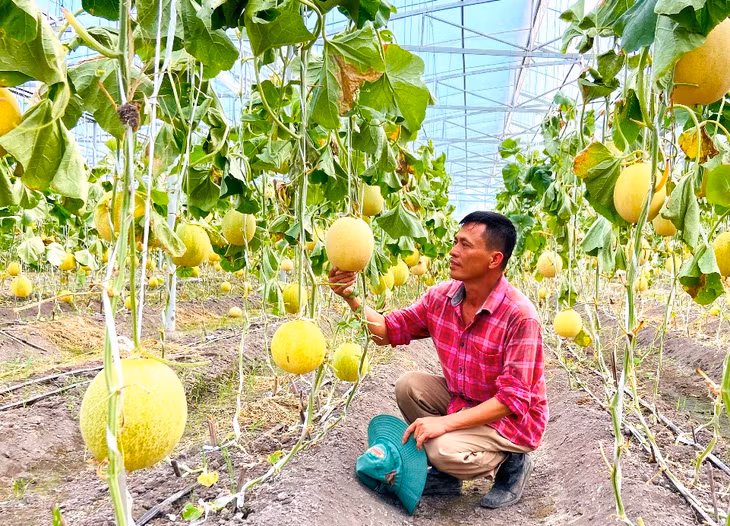Sản xuất dưa lưới tại HTX Hương Việt (TP Uông Bí).