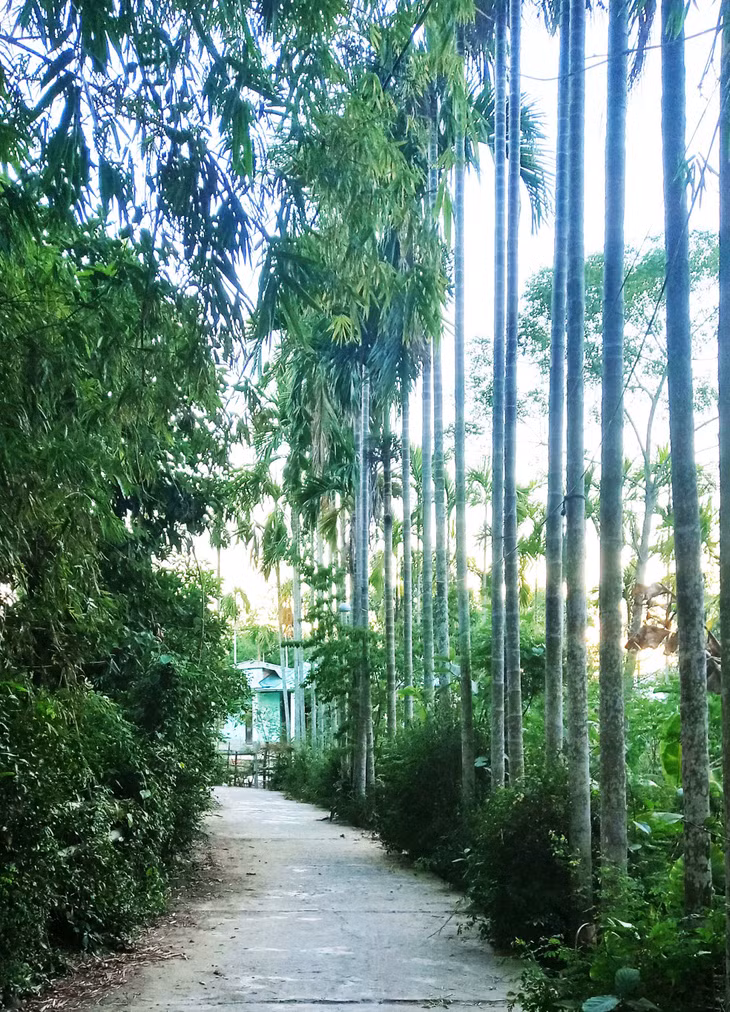 Hàng cau bên con ngõ nhỏ.