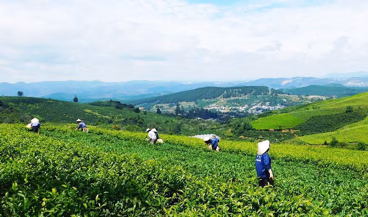 Nông dân Lâm Đồng thu hoạch chè.