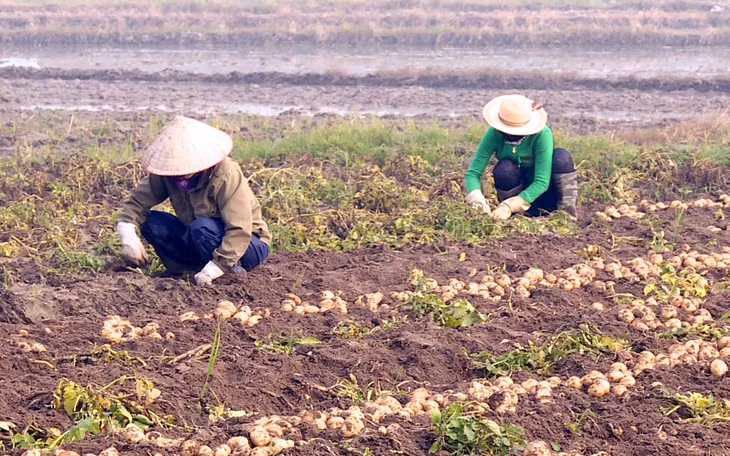 Vùng sản xuất khoai tây Atlantich tại xã Bình Dương.