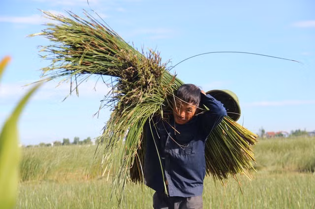 Người dân Hồng Lam chia sẻ, ở thôn này đa phần chỉ còn người già nên trồng cói xem như là thu nhập giúp họ có thể bám trụ lại với thôn. Bởi những năm trước, dân bỏ làng đi biệt lập rất nhiều. Trong thôn không còn thanh niên mà chỉ còn lại người già và trẻ nhỏ.