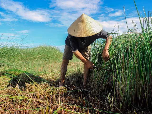 Cói là cây trồng chủ lực, giúp người dân nơi đây bám trụ với “ốc đảo” sau những năm tháng đổ xô rời làng vì quá nghèo đói. Ở Hồng Lam trước đây có hơn 200 hộ dân sinh sống, nhưng nay chỉ còn 180 hộ.