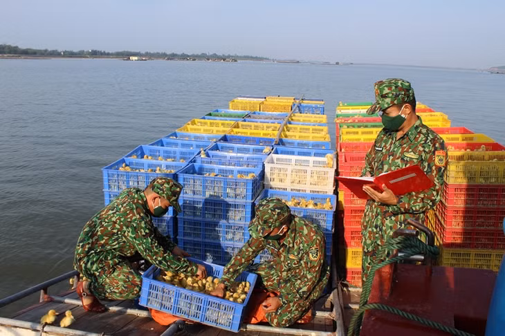 CBCS Đồn BP Trà Cổ kiểm đếm tang vật.