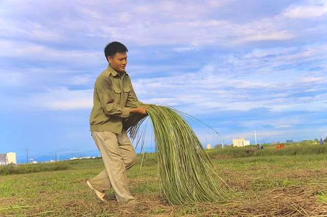 Cắt cói xong, người dân sẽ giũ cho sạch cỏ rác và tách những loại cây khác ra, sau đó gém lại thành từng bó. Cói được mang từ ruộng lên chuẩn bị cho khâu chẻ cói. Toàn bộ quá trình thu hoạch cói đều phải làm thủ công với các dụng cụ thô sơ.