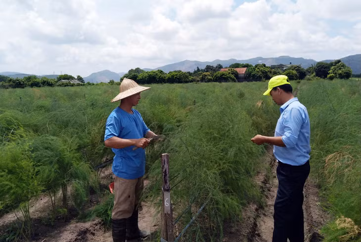  Mô hình trồng măng tây của anh Nguyễn Văn Thêm là hướng đi mới trong phát triển nông nghiệp được nhiều nông dân học tập.