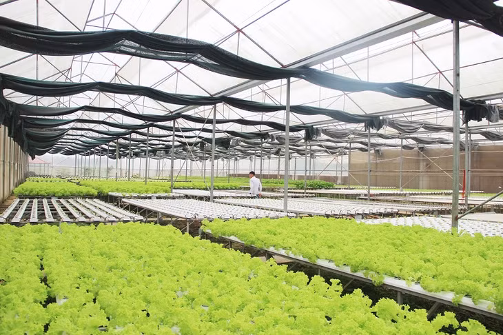 Công ty cổ phần đầu tư Song Hành (TX Quảng Yên) là một trong những cơ sở tiên phong trong phát triển hiệu quả mô hình liên kết sản xuất thực phẩm an toàn
