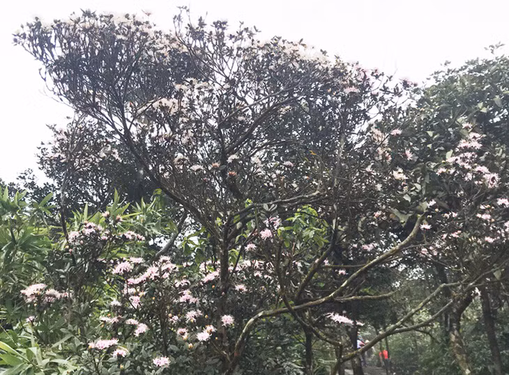 Ngoài mai vàng, dọc các dãy núi Yên Tử còn phát triển các bạt hoa đỗ quyên lớn, mang hương sắc khác biệt so với các loại đỗ quyên ở nơi khác
