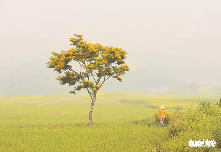 Sưa nở trên đồng trong sương sớm - Ảnh: VŨ CÔNG ĐIỀN