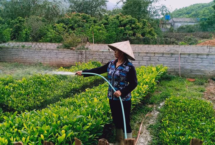 Nhiều hội viên của Hội LHPN huyện Vân Đồn đã thoát khỏi diện hộ nghèo, vươn lên làm giàu chính đáng (Trong ảnh: Chị Nguyễn Thị Hiền, thôn Đài Làng, xã Vạn Yên với mô hình ươm giống keo)