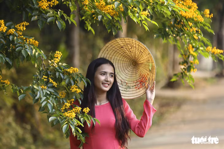 Thiếu nữ bên hoa sưa - Ảnh: VŨ CÔNG ĐIỀN