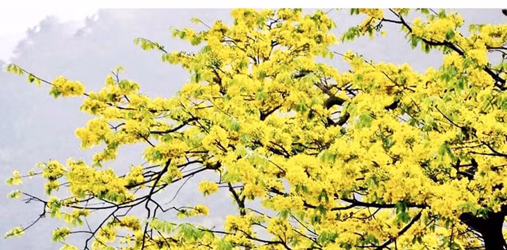Mai vàng Yên Tử, từ loài hoa tự nhiên đầu tiên được Uông Bí bảo tồn, nhân giống đến giờ đã quá nổi tiếng, thành “từ khóa” để nhiều người định danh về vùng đất Phật Yên Tử