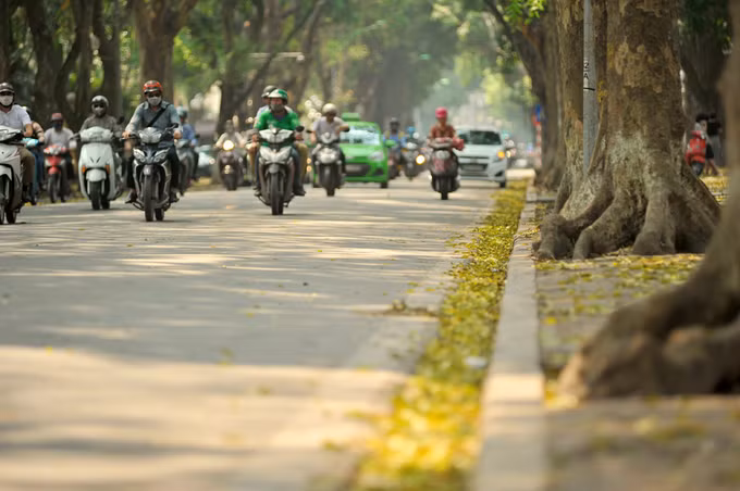 "Vào thời khắc giao mùa báo hiệu hè sang, thành phố như bước vào một bức tranh thu nào đó ở phương Tây, với những thảm lá vàng chanh, phủ kín từng bước chân người dạo phố", một du khách chia sẻ.