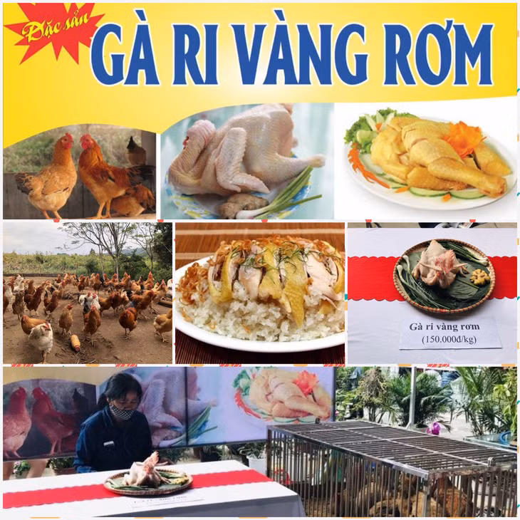 Mô hình nuôi gà ri vàng rơm được nhân rộng trên địa bàn TP Uông Bí.