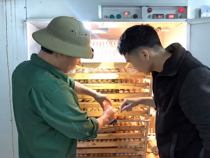 Tại huyện Đầm Hà, liên kết sản xuất chăn nuôi được thực hiện hiệu quả. (Trong ảnh: hộ dân Đinh Văn Thắng, phố Hà Quang Vóc, thị trấn Đầm Hà) chuyên cung cấp nguồn giống chất lượng cao cho các hộ chăn nuôi ngan, gà. Ảnh: Hoàng Quỳnh)