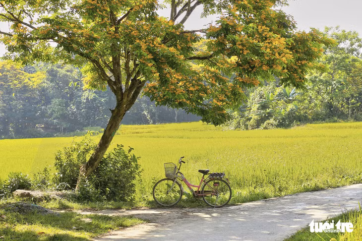 Một góc tĩnh lặng của đường làng Tiên Châu - Ảnh: VŨ CÔNG ĐIỀN