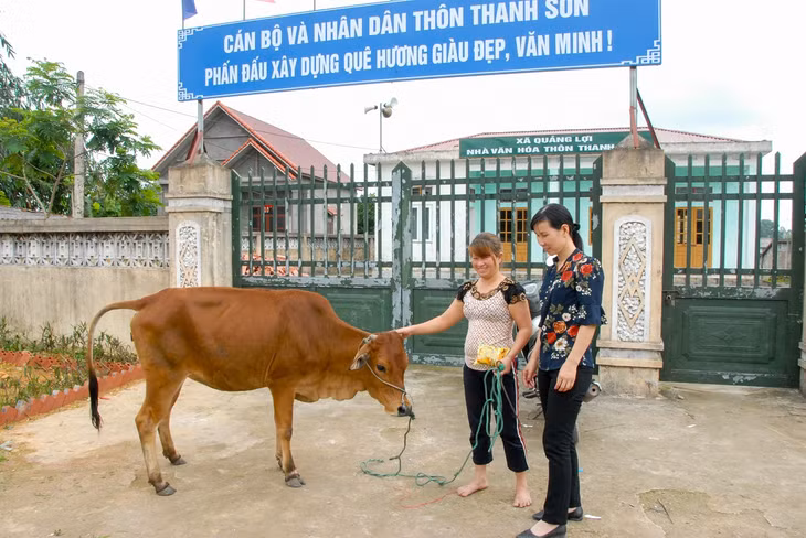 Cán bộ xã Quảng Lợi (Đầm Hà) thường xuyên nắm tình hình chăm sóc bò giống của hộ nghèo được hỗ trợ sản xuất.