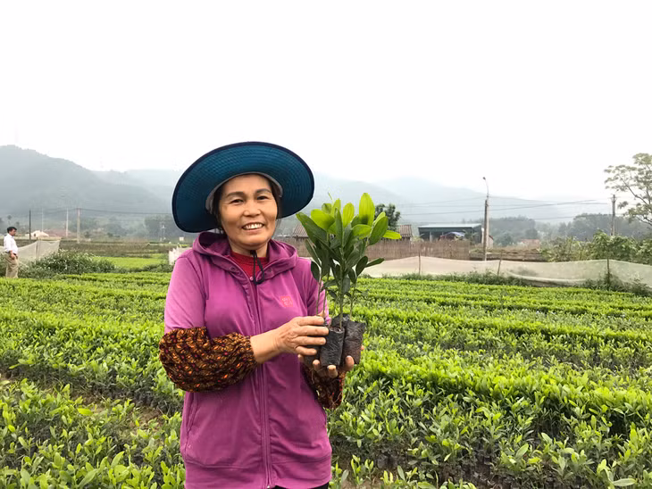 Vườn ươm của gia đình bà Hà Thị Phượng, thôn Thống Nhất, xã Hải Lạng tạo việc làm thường xuyên cho 5 lao động với mức lương 3-4 triệu/tháng. 