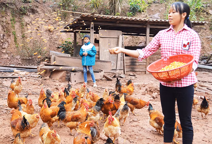 Gà Tiên Yên là giống thuần chủng địa phương, thời gian nuôi dài, cách thức nuôi tự nhiên, ưa vận động