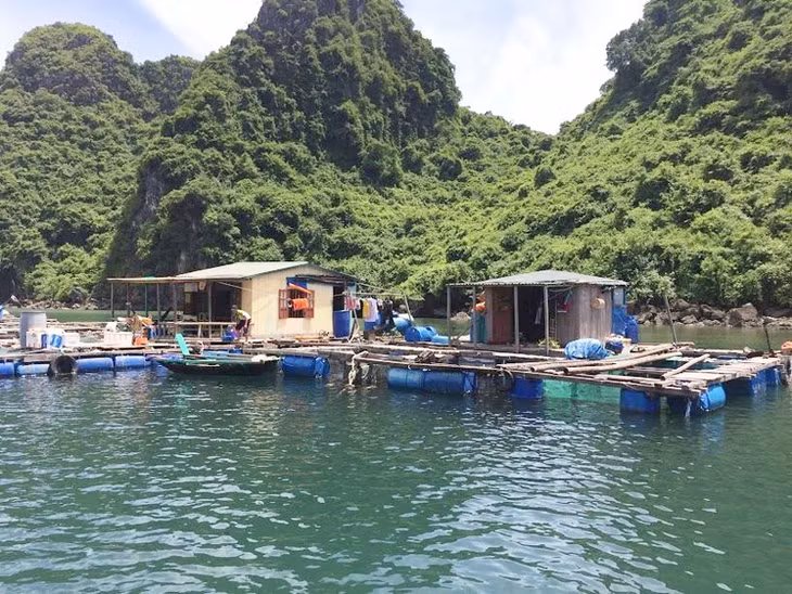 Thay thế phao xốp cho các công trình nổi trên Vịnh Hạ Long.
