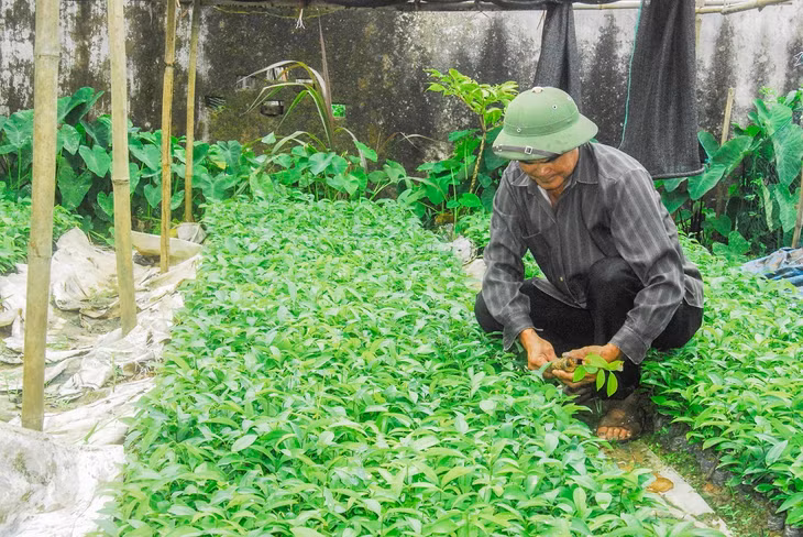 Người dân xã Quảng An (Đầm Hà) trồng cây giống phục vụ phát triển lâm nghiệp.