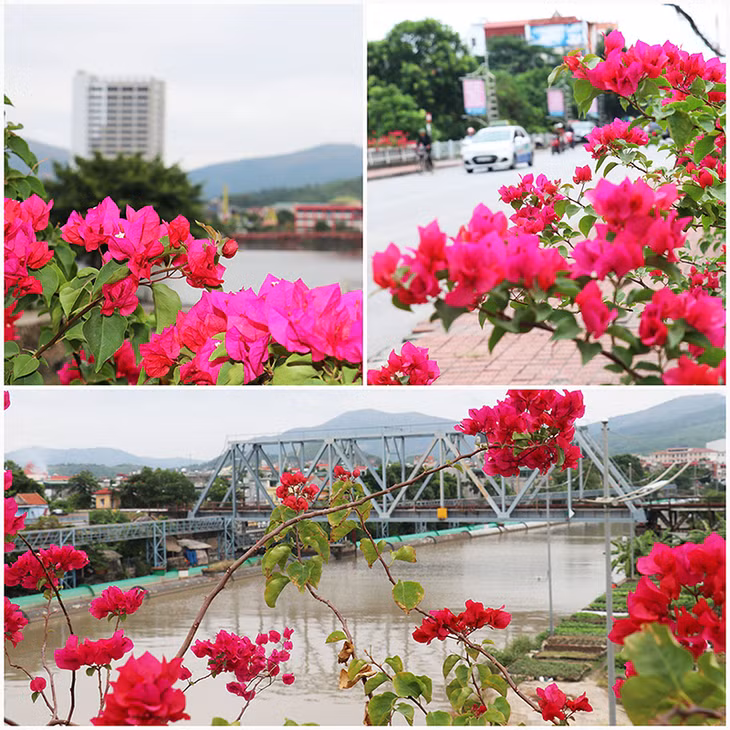 Hiện trên địa bàn thành phố đã hình thành những cung đường, cụm tiểu cảnh hoa giấy rất bắt mắt.