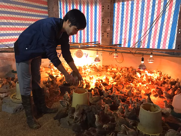 Mô hình chăn nuôi gà mang lại hiệu quả kinh tế cao của anh Phạm Văn Thành, thôn Đồng Tán, xã Minh Cầm, huyện Ba Chẽ.