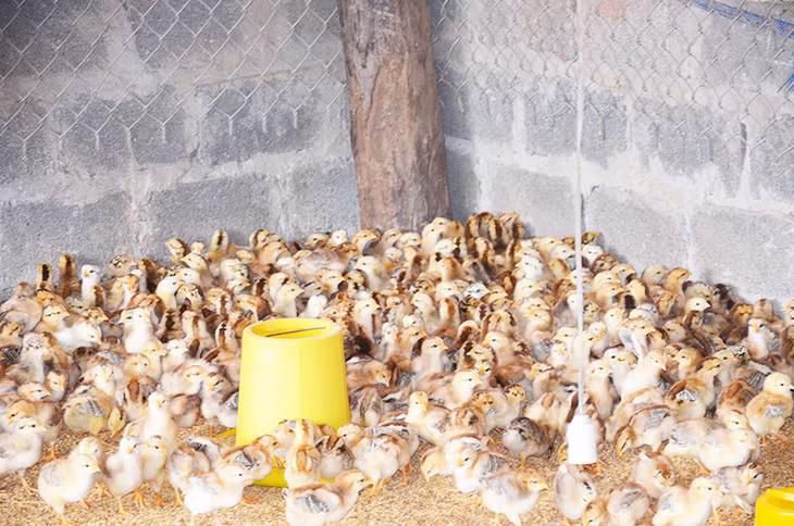 Đàn gà giống được anh Tuấn vừa nhập về.